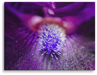 Eye of Iris Floral Nature Photography Canvas Wall Art Print, 18" X 24"