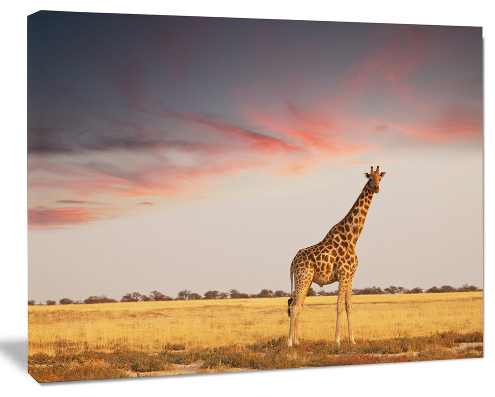 Single Giraffe in Savannah, African Canvas Art Print, 40"x30"