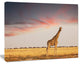 Single Giraffe in Savannah, African Canvas Art Print, 40"x30"