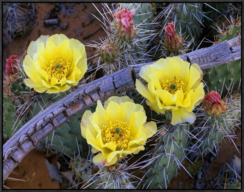 "Opuntia cactus blooming, North America"  by Tim Fitzharris, 33x25"