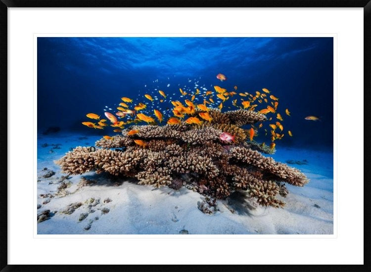 "Marine Life" Framed Digital Print by Barathieu Gabriel, 38"x28"