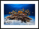 "Marine Life" Framed Digital Print by Barathieu Gabriel, 38"x28"