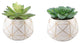 Set Of 2 Succulent In 4" Geo Gold Round Ceramic