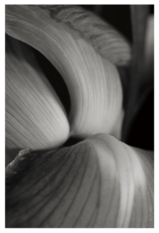 "Iris Abstract II" Digital Paper Print by Laura Marshall, 42"x62"