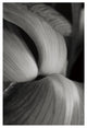 "Iris Abstract II" Digital Paper Print by Laura Marshall, 42"x62"
