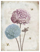 "Geranium Study II Pink Flower" Digital Paper Print by Katie Pertiet, 20"x26"