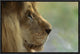 "African Lion male portrait" Framed Canvas Giclee by San Diego Zoo, 19x13"