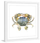 "Blue Crab" Framed Print by Rachel Byler