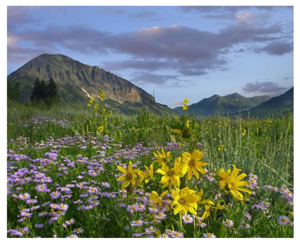 "Meadow of Orange Sneezeweed, Smooth Aster, Gothic Mountain" Paper Art, 26"x22"