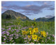 "Meadow of Orange Sneezeweed, Smooth Aster, Gothic Mountain" Paper Art, 26"x22"