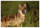 "Timber Wolf portrait, North America" Paper Print by Tim Fitzharris, 26"x18"