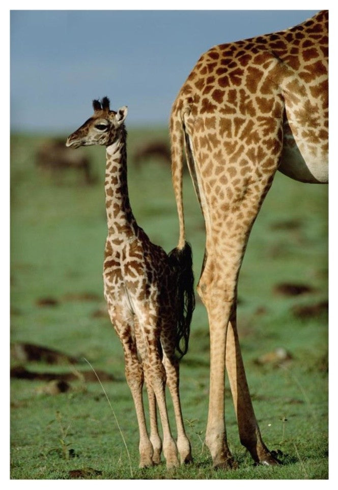 "Giraffe mother with young, Kenya" Paper Print by Tim Fitzharris, 18"x26"