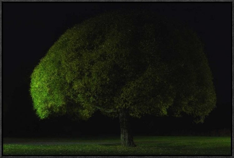 "Mushroom Tree" Framed Canvas Giclee by Stelios Kirtselis, 31x21"