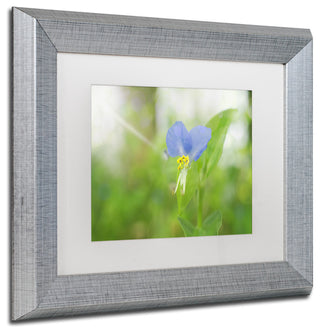 PIPA Fine Art 'Asiatic Dayflower' Matted Framed Art, 14x11