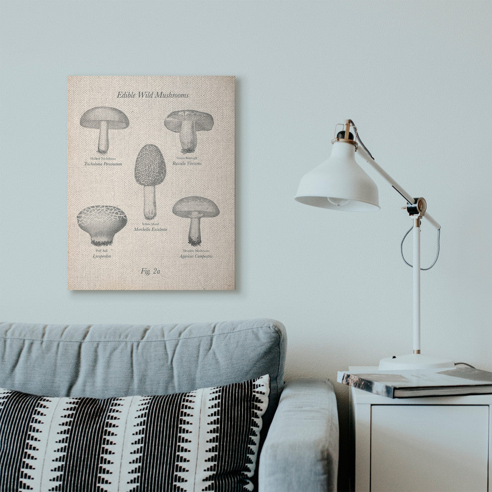 Edible Wild Mushrooms Vintage Drawing Design, 24"x30"
