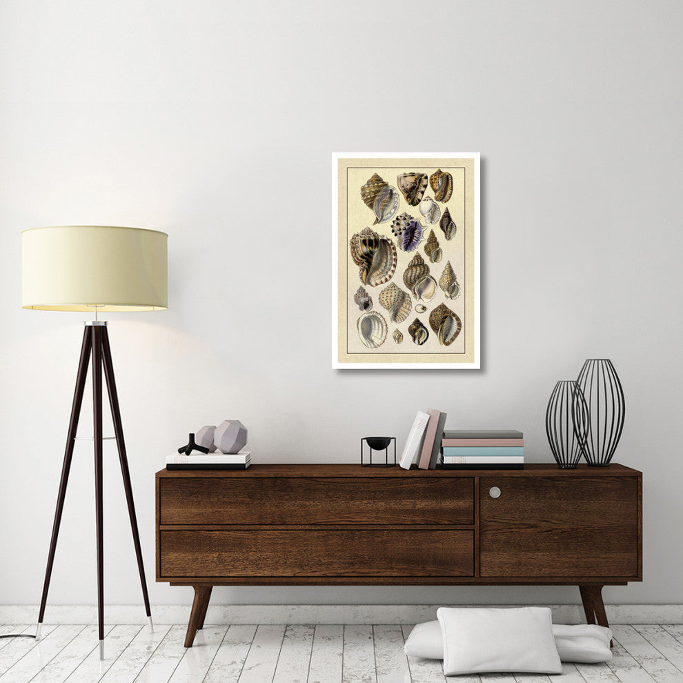 "Shells: Purpurifera" Digital Paper Print by G.B. Sowerby, 26"x38"