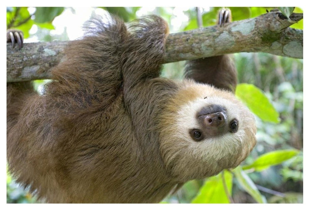 "Hoffmann's 2-toed Sloth orphan, Aviarios Sloth Sanctuary" Paper Art, 38"x26"