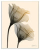 Neutral Light Flower Photograph, 13"x19"
