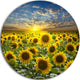 Field Of Blooming Sunflowers, Flower Disc Metal Artwork, 11"