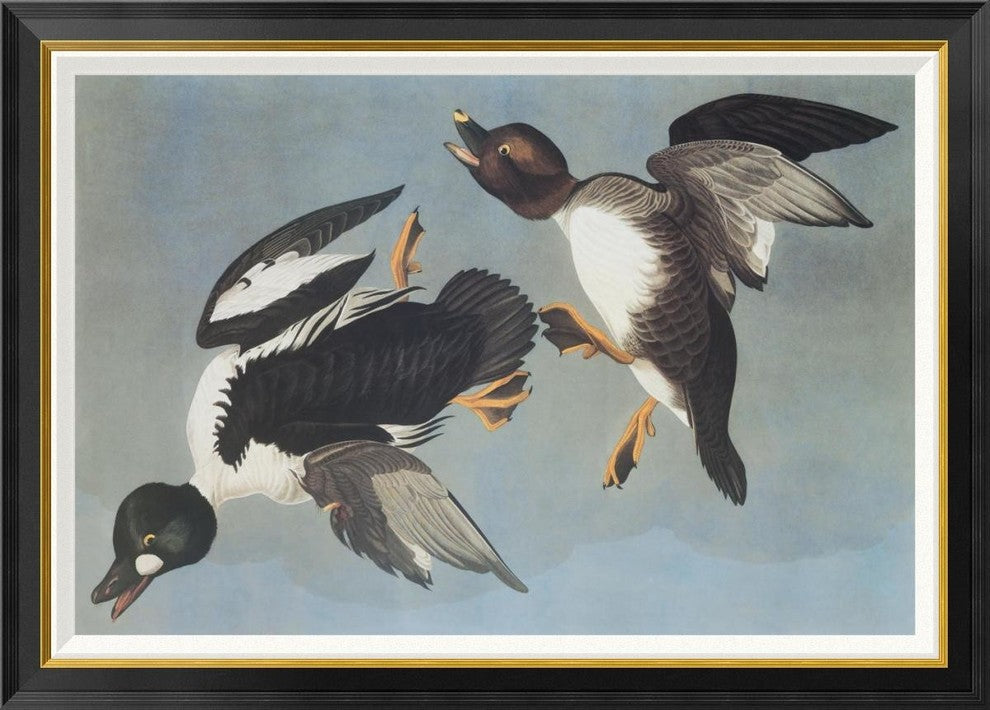 "Golden-Eye Duck" Framed Canvas Giclee by John James Audubon, 42"x30"
