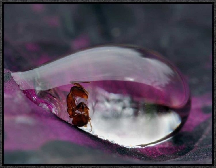"Caught In A Droplet" Framed Canvas Giclee by Jimmy Hoffman, 23x18"