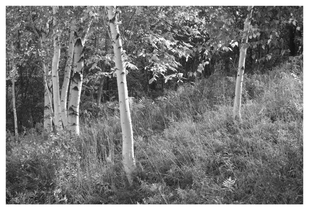 "Sunlit Birches I" Digital Paper Print by Sue Schlabach, 38"x26"