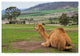 Incredi ''Camel And His View'' Canvas Art, 47"x30"