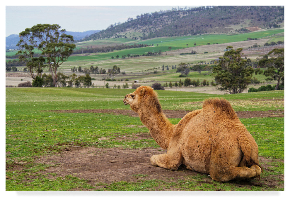 Incredi ''Camel And His View'' Canvas Art, 47"x30"