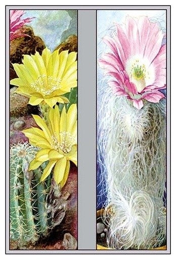 Flower, Cactus, and Flower- Gallery Wrapped Canvas Art 28" x 42"