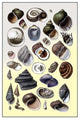 Shells: Trachelipoda #2- Gallery Wrapped Canvas Art 28" x 42"