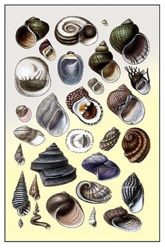 Shells: Trachelipoda #2- Gallery Wrapped Canvas Art 28" x 42"