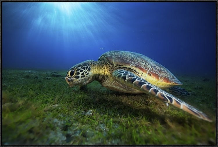 "Green Turtle" Framed Canvas Giclee by Barathieu Gabriel, 37x25"
