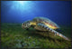 "Green Turtle" Framed Canvas Giclee by Barathieu Gabriel, 37x25"