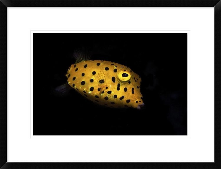"Yellow Boxfish" Framed Digital Print by Barathieu Gabriel, 26"x20"