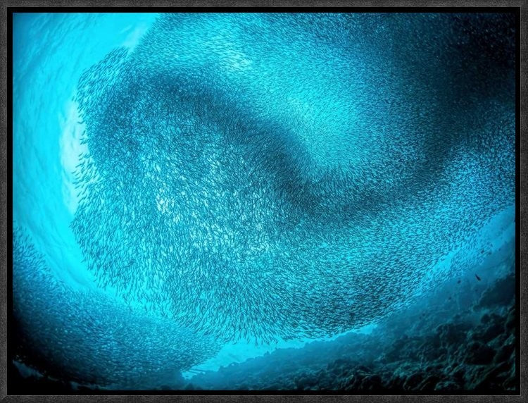 "Schooling Sardines" Framed Canvas Giclee by Henry Jager, 17x13"
