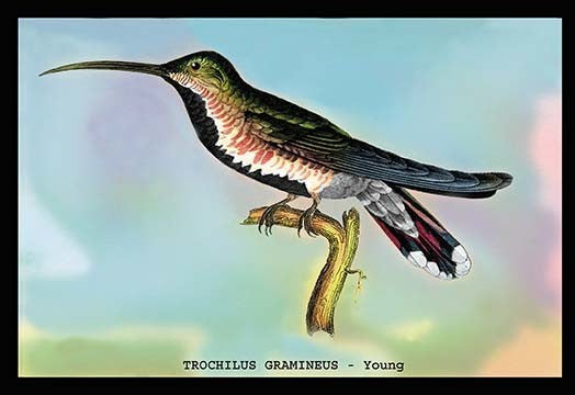 Hummingbird: Trochilus Gramineus - Young- Gallery Wrapped Canvas Art 28" x 42"