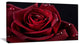 Red Rose with Raindrops on Black, Flowers Canvas Wall Artwork, 32"x16"