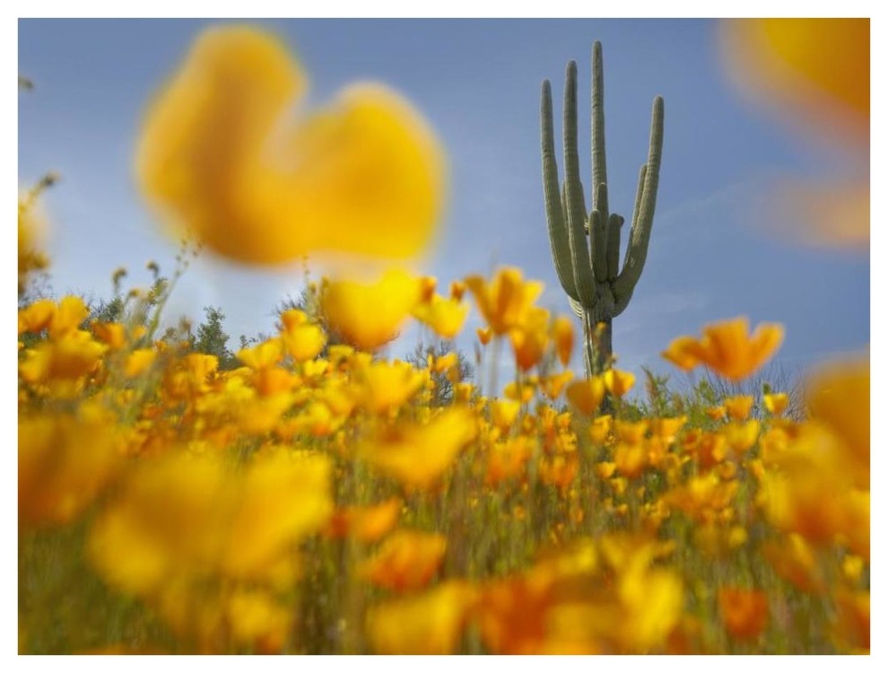 "Saguaro cactus and California Poppy field, Gonzales Pass" Paper Art, 42"x32"
