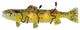 30W Metro Fusion Brown Trout Glass Wall Sconce
