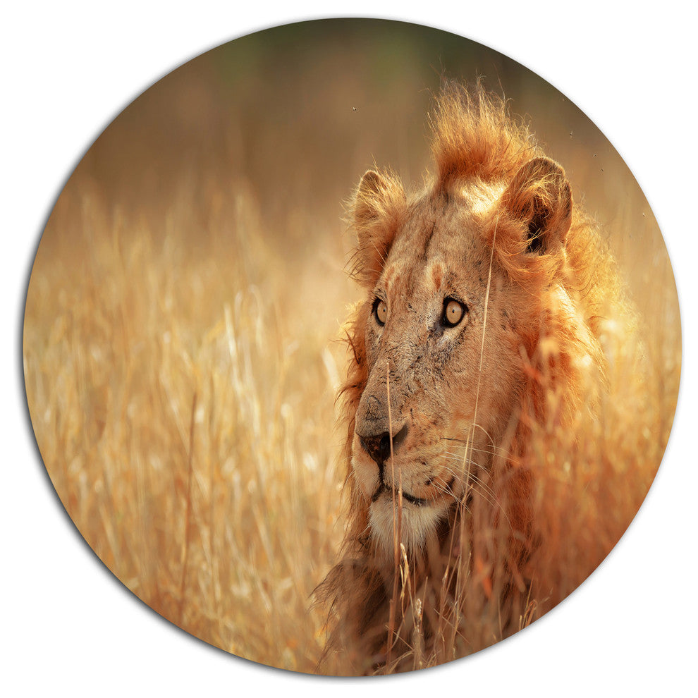 Relaxing Lion In Grassland, African Disc Metal Wall Art, 23"