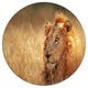 Relaxing Lion In Grassland, African Disc Metal Wall Art, 23"