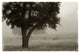 "Calm Mist no Limb" Digital Paper Print by Debra Van Swearingen, 32"x22"