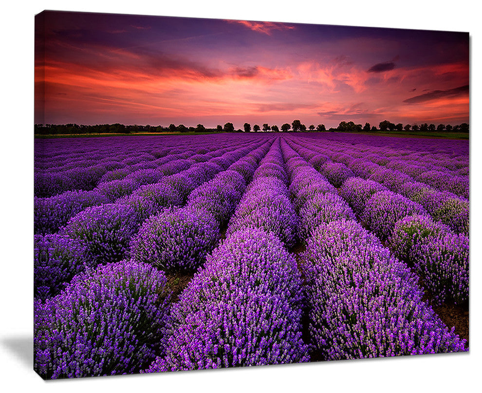 "Red Sunset Over Lavender Field" Wall Art Landscape, 20"x12"