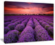 "Red Sunset Over Lavender Field" Wall Art Landscape, 20"x12"