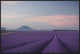 Lavender Field, 36"x24"