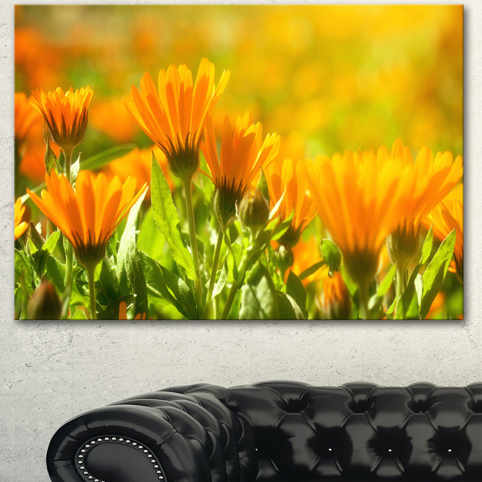 Orange Marigold Flowers in Sunlight, Floral Canvas Art Print, 40"x30"