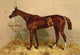 Emblem, Steeplechase Mare - Fine Art Giclee Print 24" x 36"