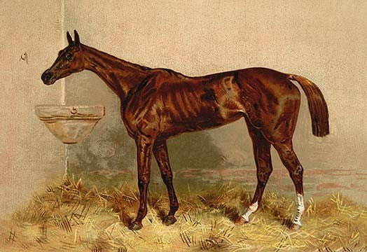 Emblem, Steeplechase Mare - Fine Art Giclee Print 24" x 36"