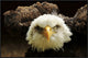 "The Judge" Framed Canvas Giclee by Tim Kirwan, 37x25"