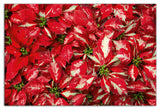 Pointsettia Blooms 3 20x30 Canvas Wall Art